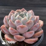 Echeveria G3-06 - Image 2