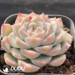 Echeveria White Hybrid - Image 2