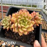 Echeveria Mango-Cheese Medley Clustering - Image 2