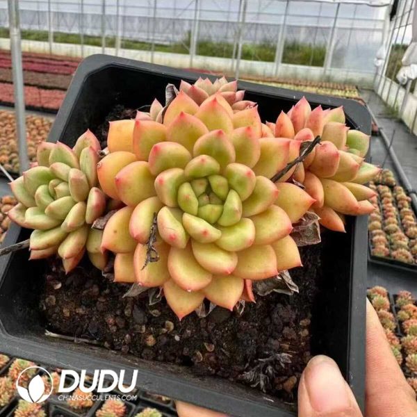 Echeveria Mango-Cheese Medley Clustering - Image 2