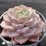 Echeveria Pink Spots - Image 2