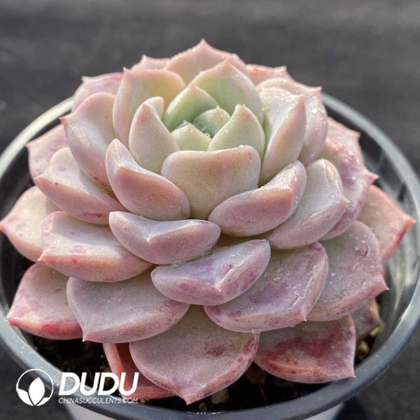 Echeveria Pink Spots - Image 2