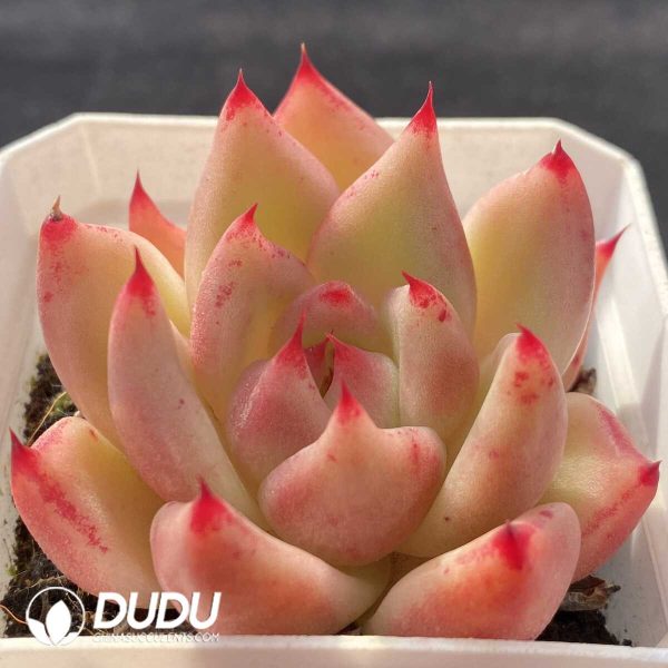 Echeveria Agavoides Blue Dragon - Image 2