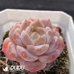 Echeveria G4-12 - Image 2