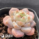 Echeveria Sugar Heart - Image 2