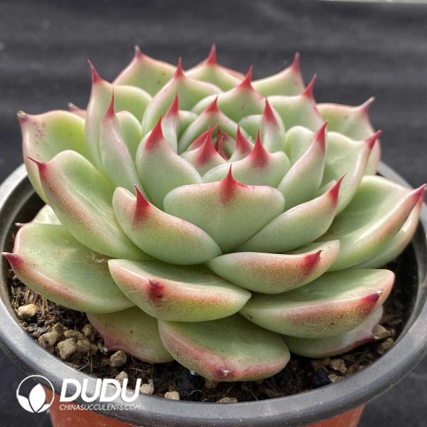 Echeveria Agavoides Blue Dragon - Image 2