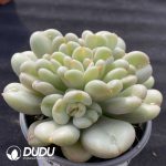 Echeveria Bill Gates - Image 2