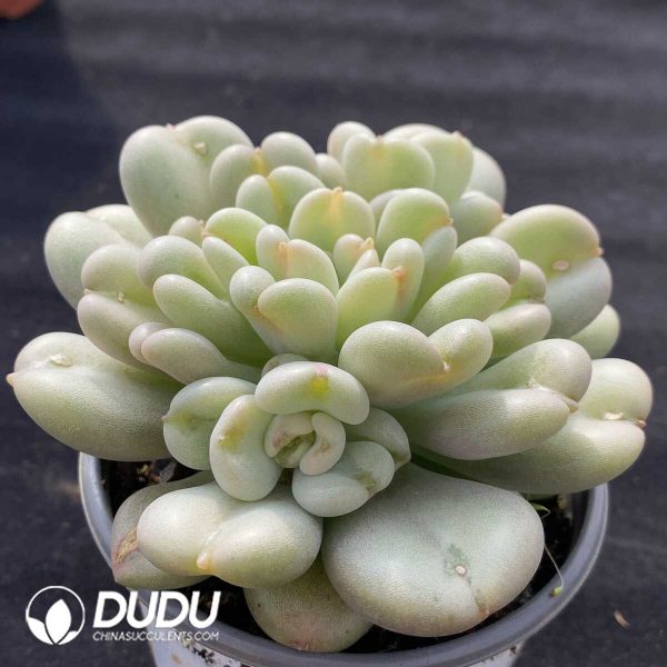 Echeveria Bill Gates - Image 2