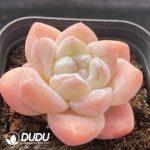 Echeveria Ice Green - Image 2