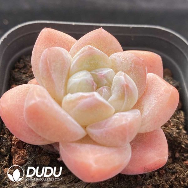 Echeveria Ice Green - Image 2