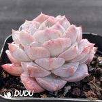 Echeveria Rosaria - Image 2