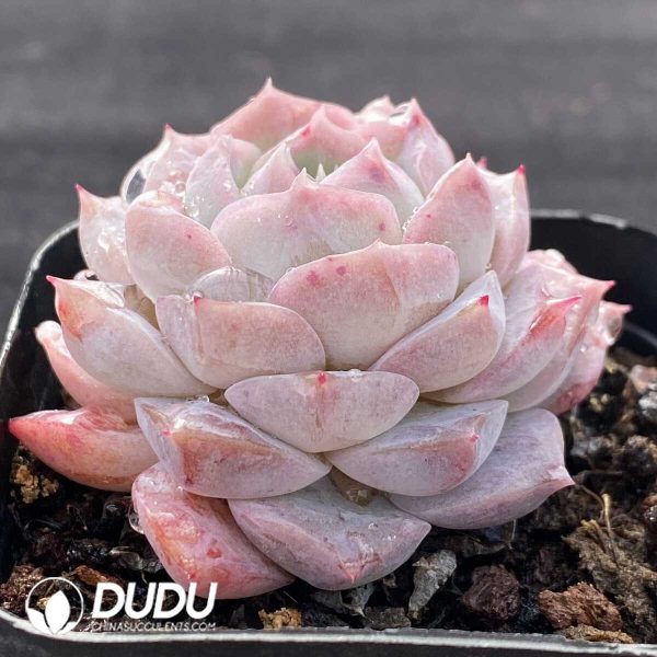 Echeveria Rosaria - Image 2