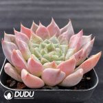Echeveria Sugar Heart Red Diamond - Image 2
