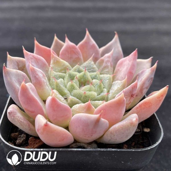 Echeveria Sugar Heart Red Diamond - Image 2