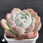 Echeveria Green spp. - Image 2