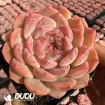 Echeveria Sex Spirit Fox - Image 2