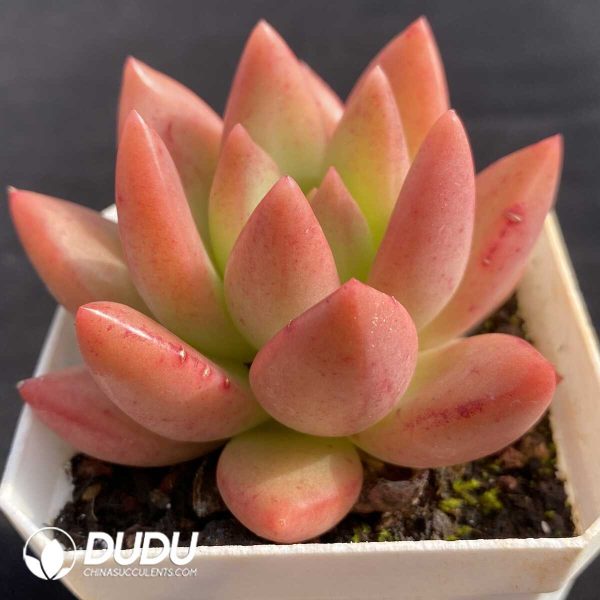 Echeveria Red King spp. - Image 2