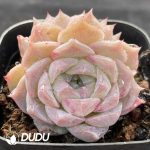 Echeveria Rosaria Double Heads - Image 2