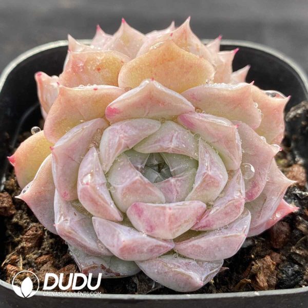 Echeveria Rosaria Double Heads - Image 2