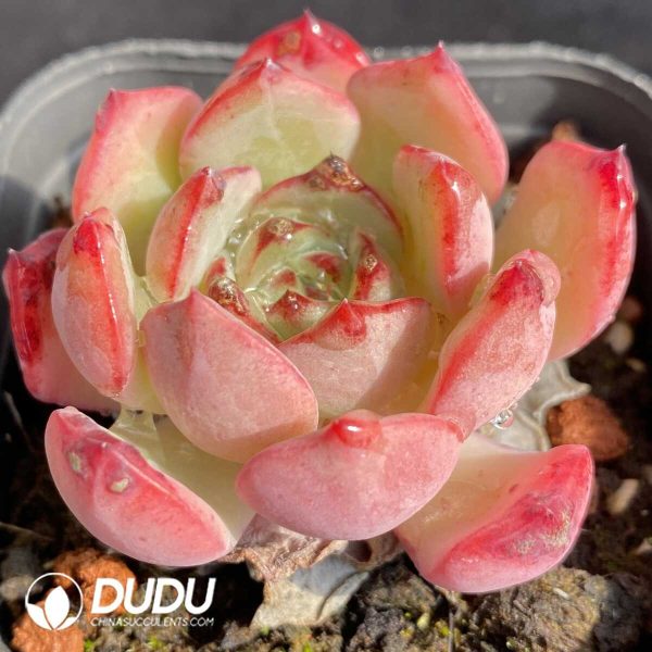 Echeveria Black Bear - Image 2