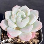 Echeveria Ice Green - Image 2