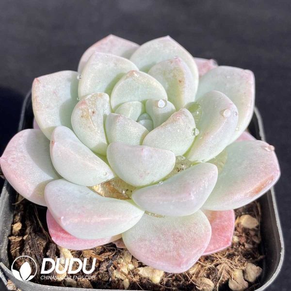 Echeveria Ice Green - Image 2