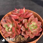 Echeveria Sharp Clustering - Image 2