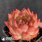 Echeveria Angel Baby - Image 2