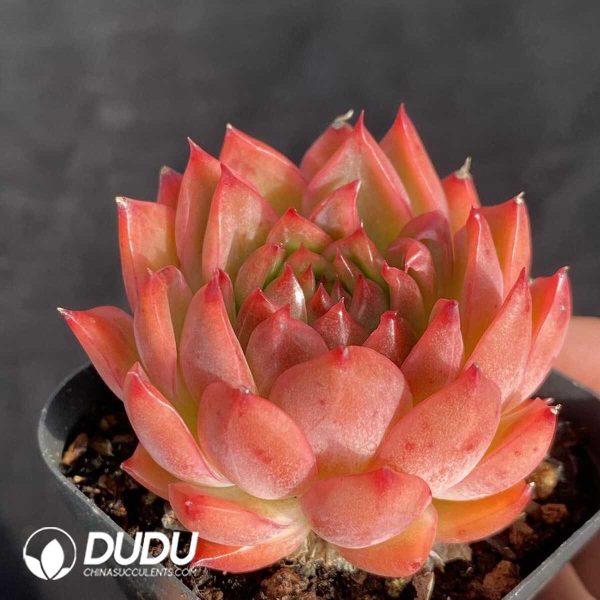Echeveria Angel Baby - Image 2