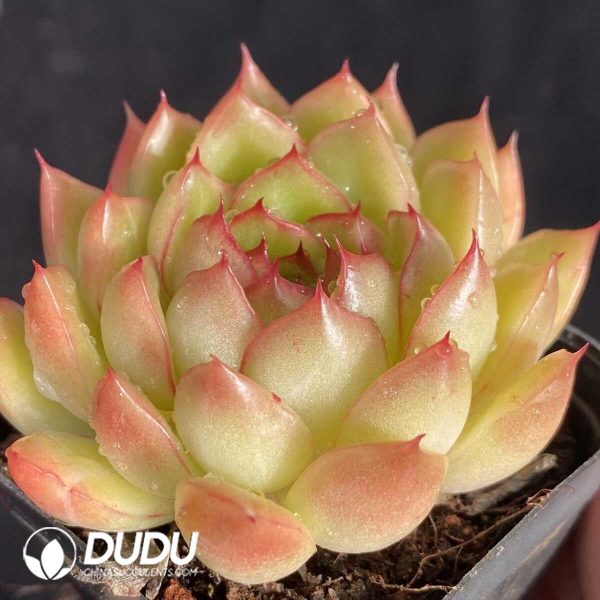 Echeveria Ice Angel - Image 2