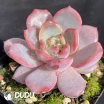 Echeveria Green Pink - Image 2