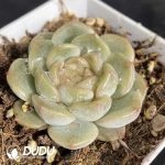 Echeveria Falling Cherry - Image 2