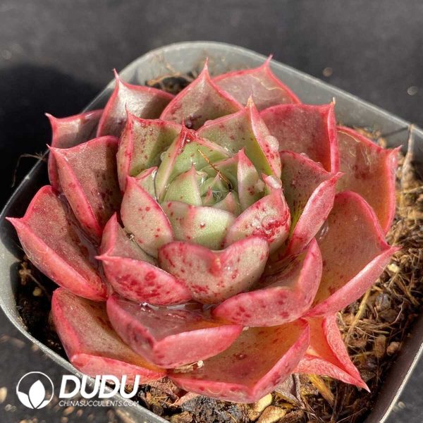 Echeveria Helina - Image 2