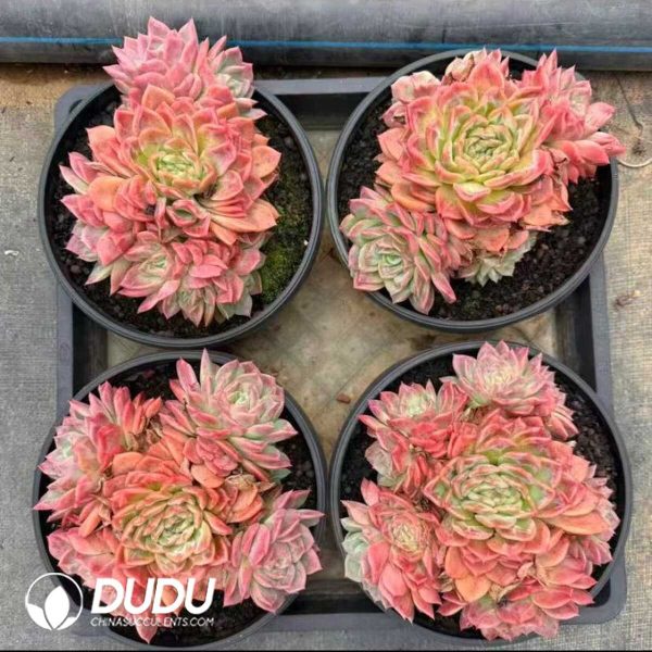 Echeveria The Evening Glow Fairy Clustering - Image 2