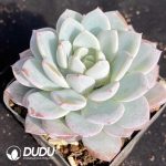 Echeveria Witt - Image 2