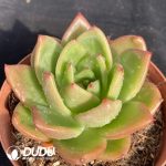 Echeveria Cupid - Image 2