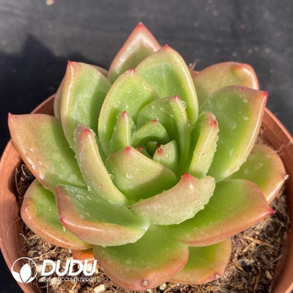 Echeveria Cupid - Image 2
