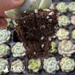 72Pcs Echeveria M12 Seedlings - Image 2