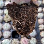 72Pcs Echeveria M18 Seedlings - Image 2