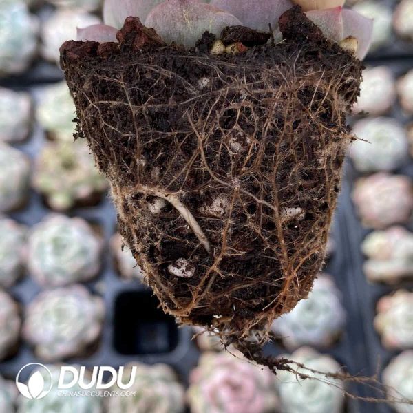 72Pcs Echeveria M18 Seedlings - Image 2