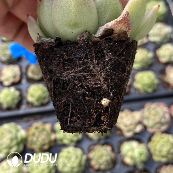 72Pcs Echeveria G1 Seedlings - Image 2