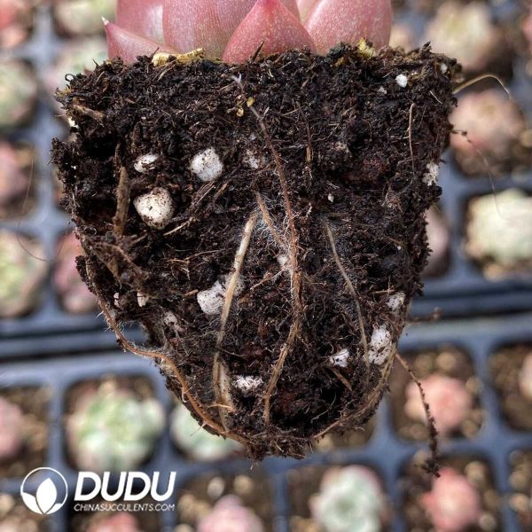 72Pcs Echeveria No. 7 Seedlings - Image 2