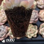 72Pcs Echeveria White Moon Shadow Sugar Heart Seedlings - Image 2