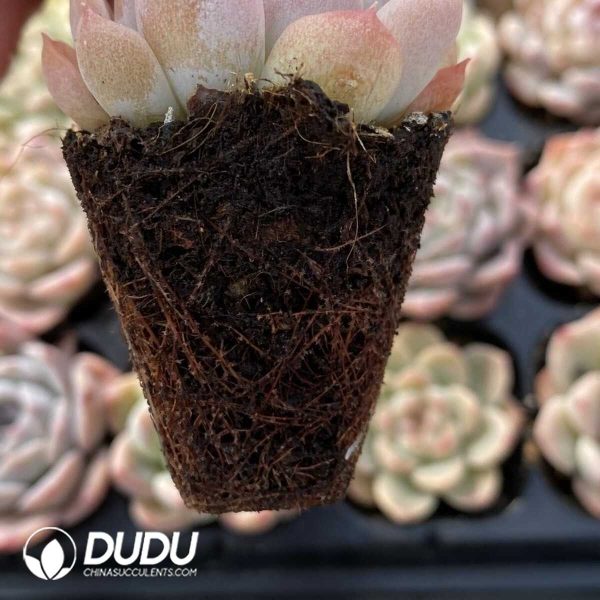 72Pcs Echeveria White Moon Shadow Sugar Heart Seedlings - Image 2