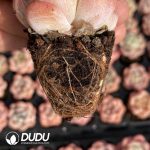 50Pcs Echeveria BT-03 Seedlings - Image 2