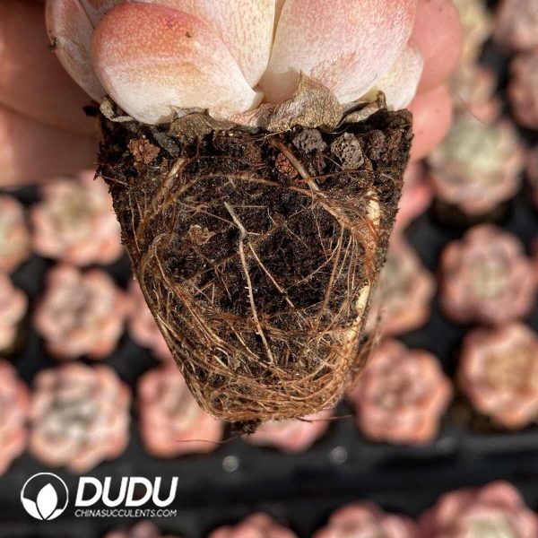 50Pcs Echeveria BT-03 Seedlings - Image 2