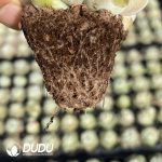 72Pcs Echeveria BT-14 Seedlings - Image 2