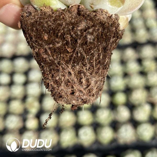 72Pcs Echeveria BT-14 Seedlings - Image 2