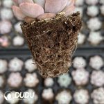 72Pcs Echeveria Elegans Potosina Seedlings - Image 2