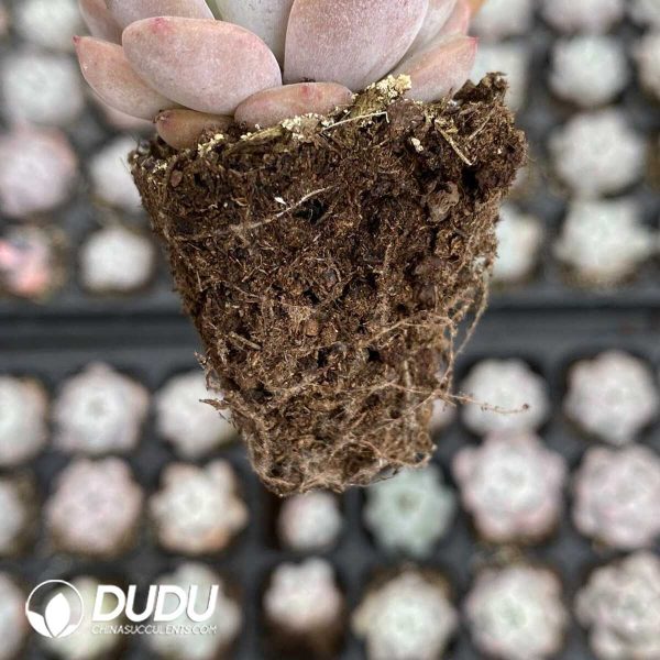 72Pcs Echeveria Elegans Potosina Seedlings - Image 2